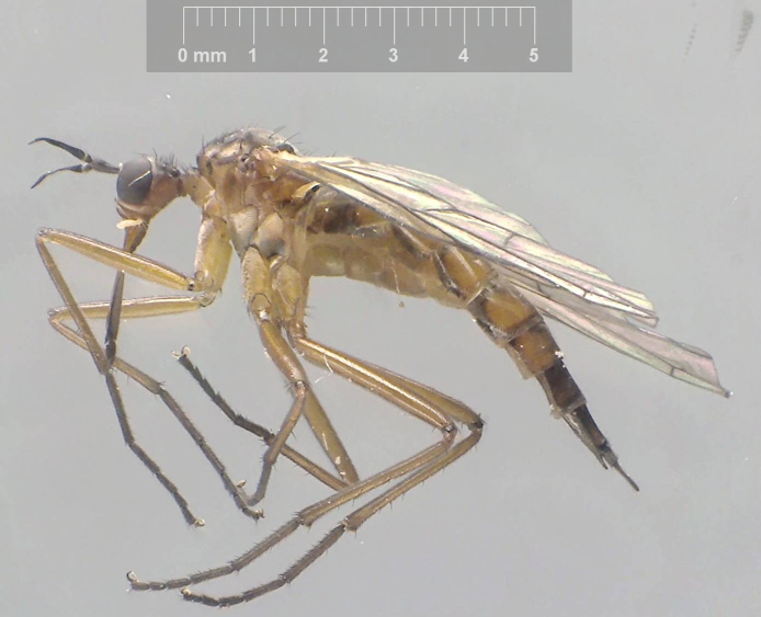 Empis punctata